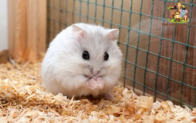 Làm Gì Khi Hamster Bị Tiêu Chảy? Hướng Dẫn Chi Tiết Từ A Đến Z