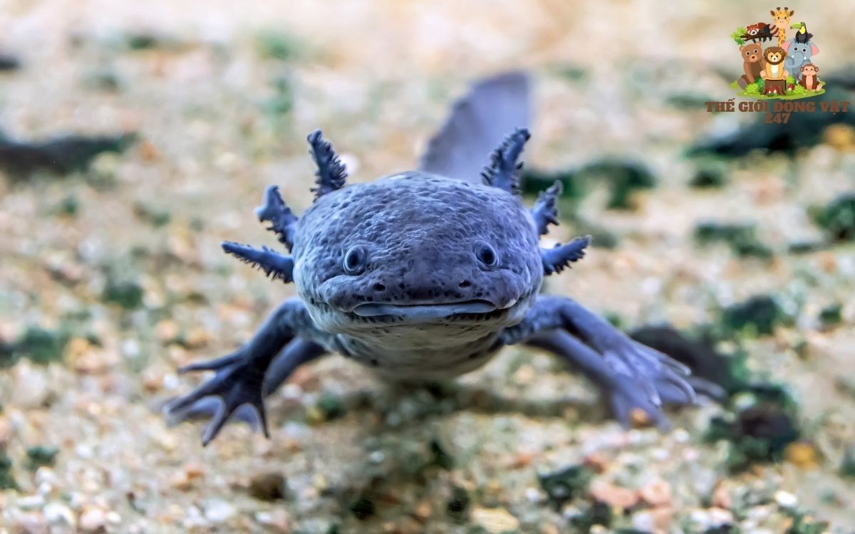 kỳ nhông axolotl