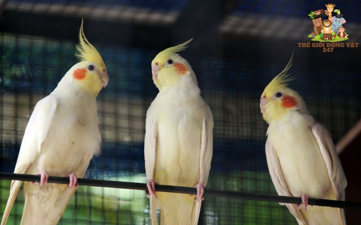 vẹt cockatiel lutino