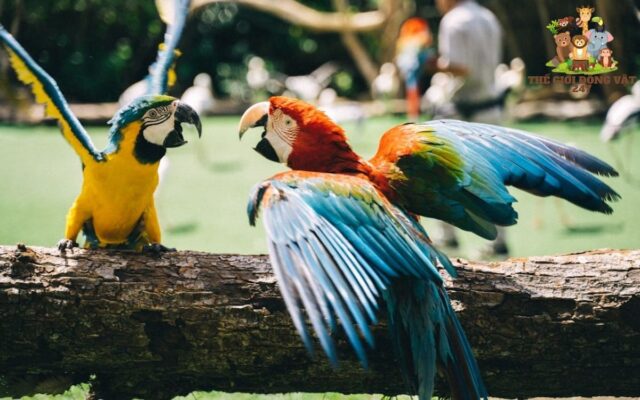 Vẹt Macaw Giá Bao Nhiêu? Cập Nhật Giá Mới Nhất Hiện Nay