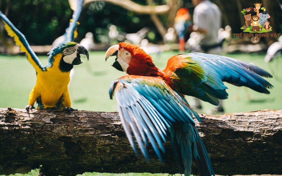 vẹt macaw giá bao nhiêu